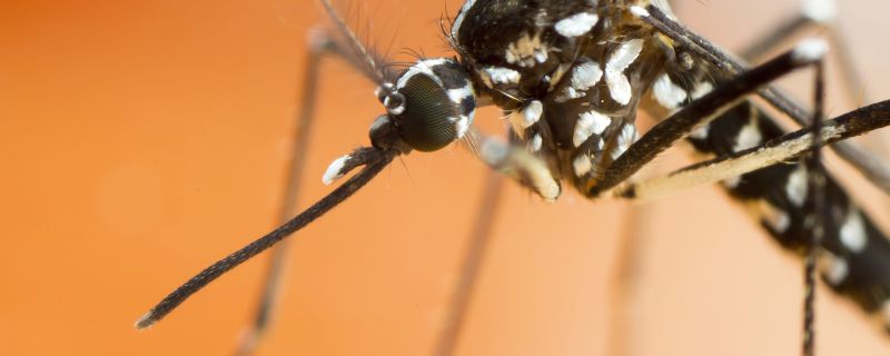 Zika Virus: Proactive Measures Can Help Curb An Emerging Disease